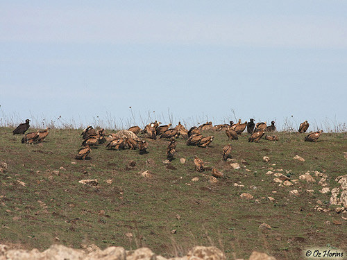 Cinereous Vulture Aegypius monachus