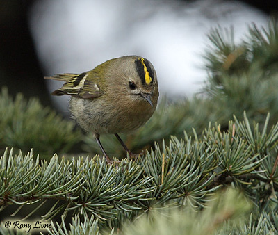 Goldcrest Regulus regulus