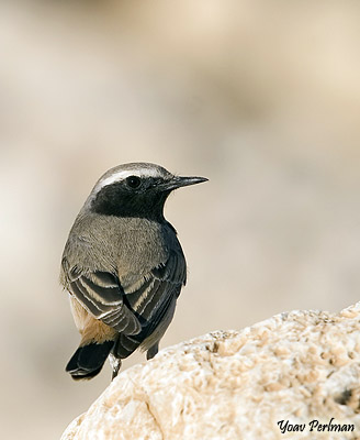 Kurdish Wheatear Oenanthe xanthoprimna