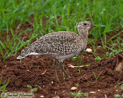 Little Bustard Tetrax tetrax