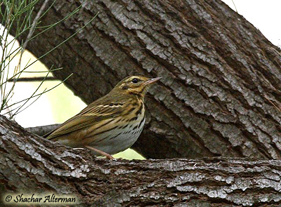 Olive-backed Pipit Anthus hodgsoni