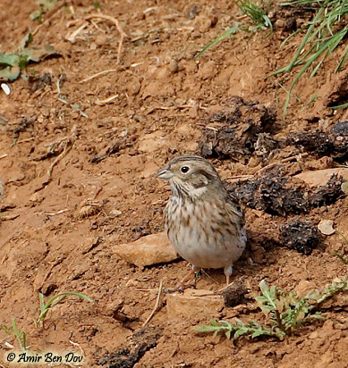 Pine Bunting Emberiza leucocephala