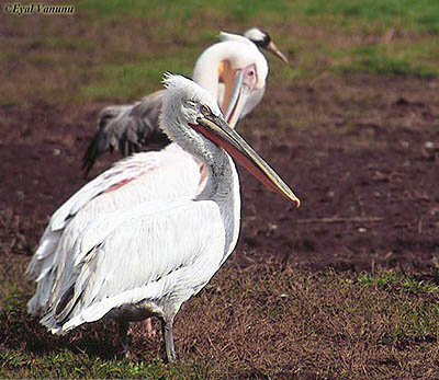 Dalmatian Pelican