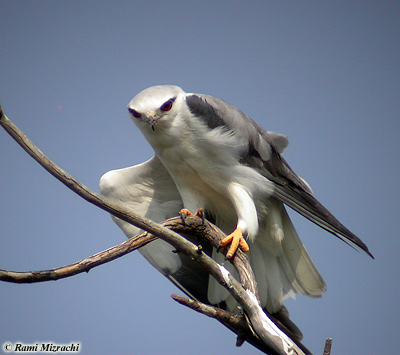 Black-shouldered Kite