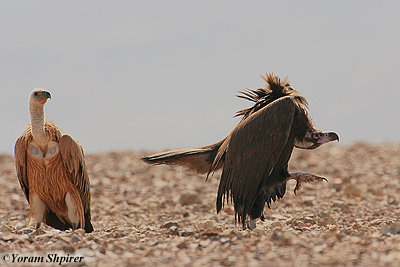 Black Vulture