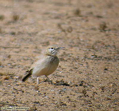 Hoopoe Lark