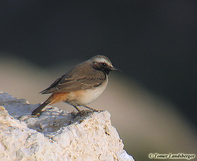 Kurdish Wheatear