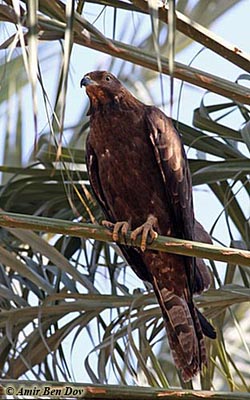 Crested Honey Buzzard Pernis ptilorhynchus