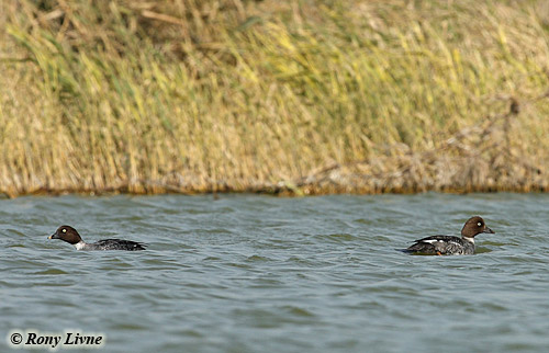 Common Goldeneye Bucephala clangula