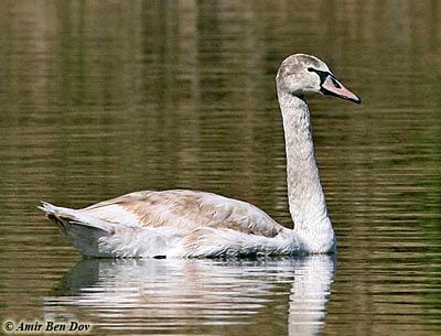 Mute Swan Cygnus olor