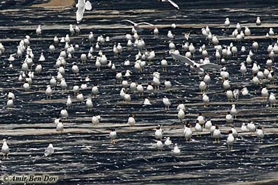 Pallas's Gull Larus ichtyaetus