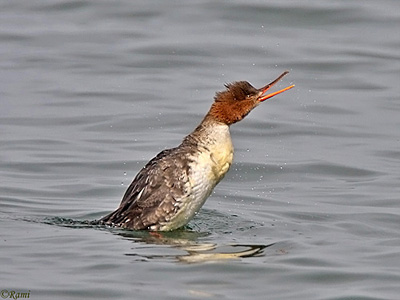 Red-breasted Merganser Mergus serrator