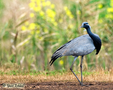 Demoiselle Crane Anthropoides virgo