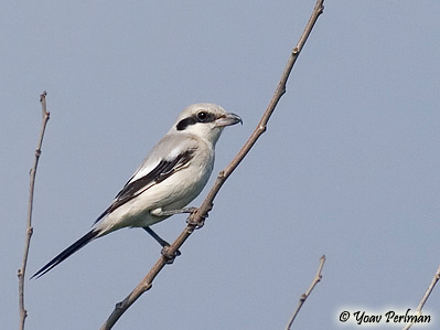 Steppe Grey Shrike Lanius excubitor pallidirostris