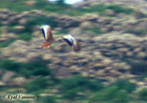 Great Bustard