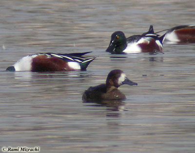 Greater Scaup