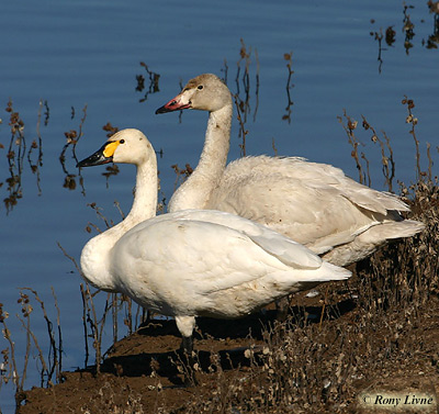 Bewick's Swan