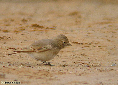 Bar-tailed Lark