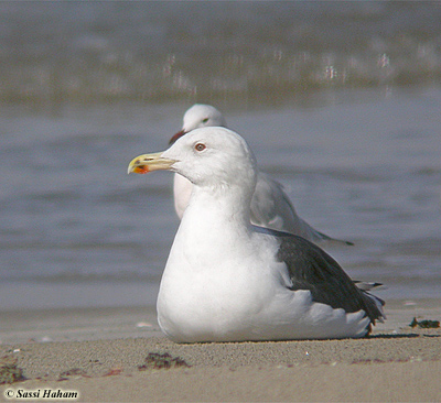 Great Black-backed Gull