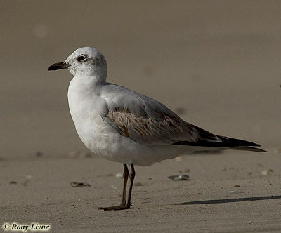 Mediterranean Gull