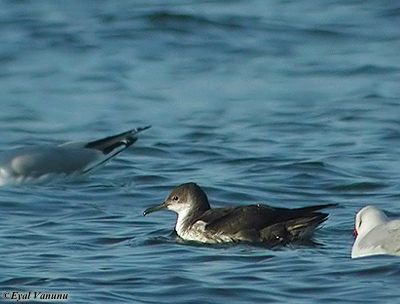 Yelkouan Shearwater