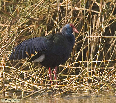 Purple Gallinule