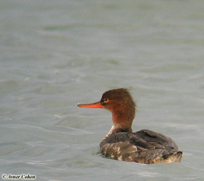 Red-breasted Merganser