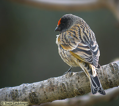 Red-fronted Serin Serinus pussilus
