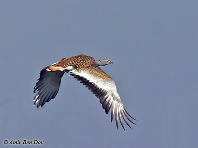 Great Bustard Otis tarda