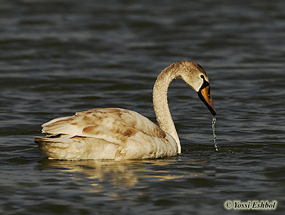 Mute Swan Cygnus olor