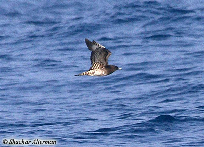 Pomarine Skua Stercorarius pomarinus