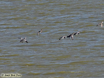 Smew Mergellus albellus