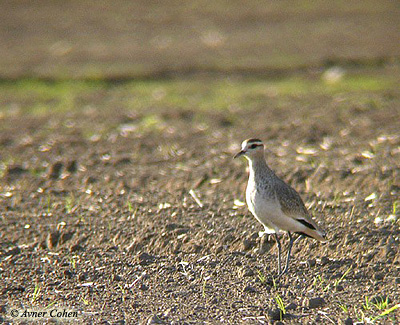 Sociable Plover Vanellus gregarius