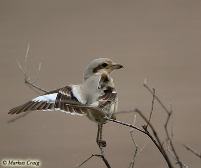 Steppe Grey Shrike Lanius excubitor pallidirostris