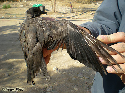 Swinhoe's Storm-petrel Oceanodroma monorhis