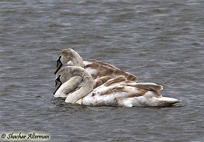 Mute Swan Cygnus olor