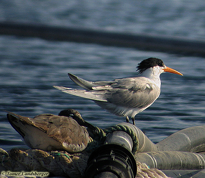 Lesser Crested Tern