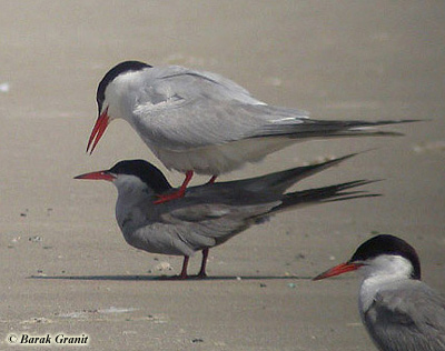 White-cheeked Tern