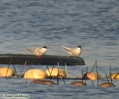 Arctic Tern