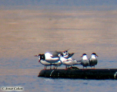 Franklin's Gull