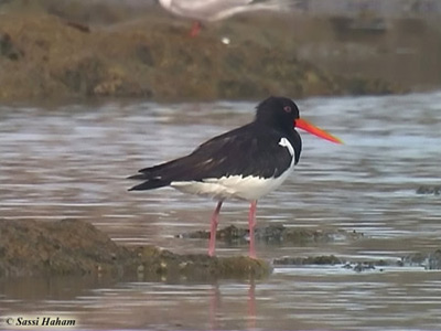 Oystercatcher