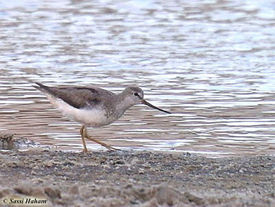 Terek Sandpiper