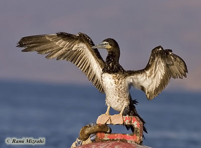 Brown Booby Sula leucogaster