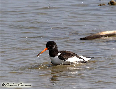 Oystercatcher Haematopus ostralegus