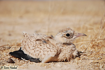 Cream-coloured Courser Corsurious cursor