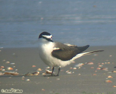 Bridled Tern