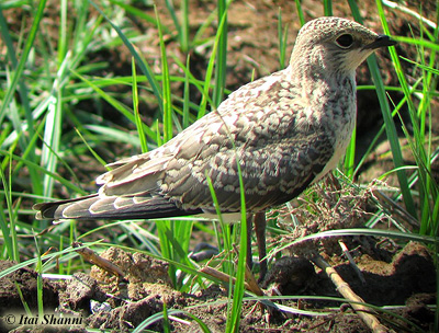 Collared Pratincole