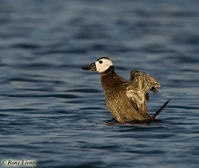 White-headed Duck