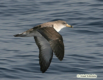 Cory's Shearwater Calonectris diomedea