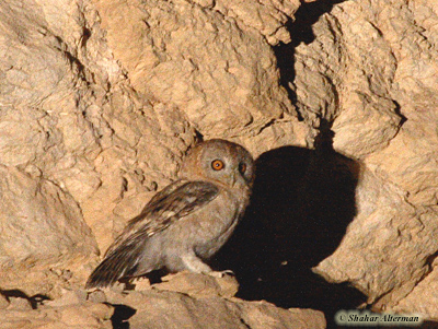 Hume's Tawny Owl Strix butleri